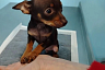 Саратовские ветеринары спасли чихуахуа после укуса клеща